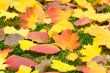 Fallen red leaves of aspen on a background of green moss on the 