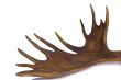 Branchy big horn of the moose on a white background.