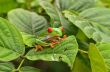 Red eyed tree frog