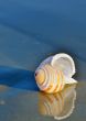 seashell on the seashore