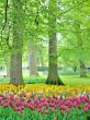 Tulips in garden