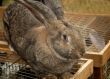 The big grey rabbit sold at the fair.