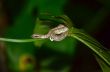 Fer de Lance