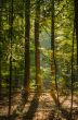 Forest in autumn