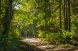 Forest in autumn