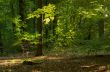 Forest in autumn