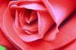 Close up of a beautiful pink rose.