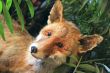 Stuffed red fox in the grass and trees