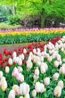 tulips field in different colors