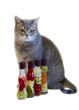 Gray cat with yellow eyes near decorative bottles with canned ve