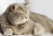 Gray cat with yellow eyes lying on the table.