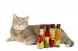 Gray cat with yellow eyes near decorative bottles with canned ve