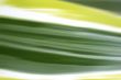 Grass leaf abstract 