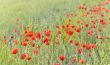 Field with Poppies