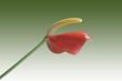 Isolated Anthurium