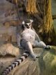 lemur