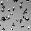 doves fly