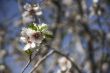 Bush of blossoms