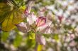 Pink blossoms