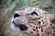 Cheetah's eyes 