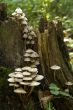 mushrooms on the tree stump