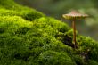 mushroom growing from tree