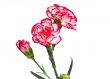 Carnation flowers on a white background.