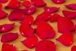 The red rose petals.