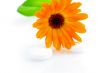 Flower marigold medical with pills over white background