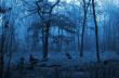 Trees in a forest with fog and autumn leaves on the ground