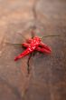 dry red chili peppers 