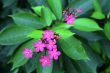 Exotic pink flower blooming on the branch of bush