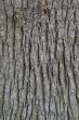 Skinned palm tree trunk - background