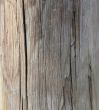 old tree trunk - background