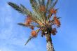 Date palm tree and a nice blue sky