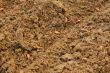 French bean seed in the soil