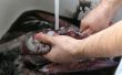A man is cleaning a squid