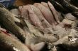 Fish at the fish market