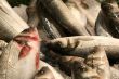 Fresh fished sea bass