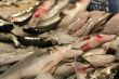 Fresh fished fish