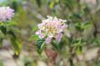 pink flowers