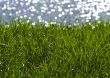 Green grass