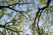 Tree foliage against blue sky