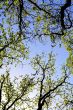 Tree foliage against blue sky