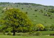 Tree on green field