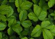 Green strawberry leaves