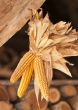 Dried corn cobs