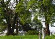 Countryside cemetery with green grass and trees