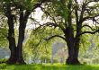 Countryside cemetery with green grass and trees