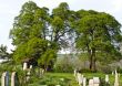 Countryside cemetery with green grass and trees